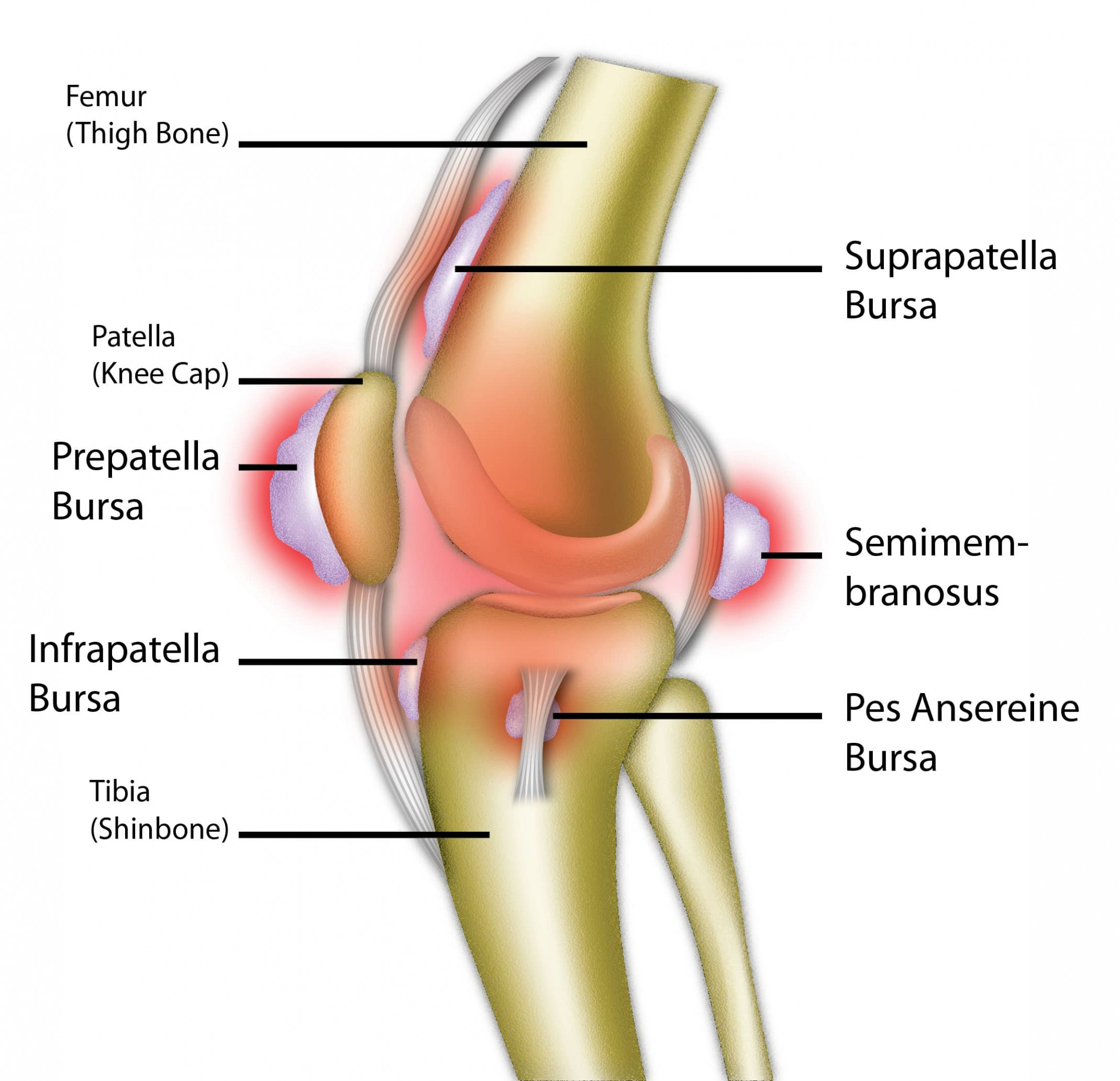 Супрапателлярная сумка коленного сустава анатомия