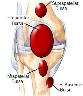 Anatomy of Knee Bursae