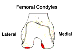 Knee joint