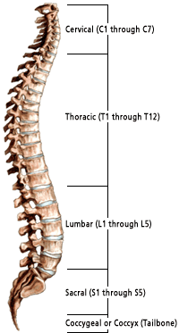 Anatomy of Spine