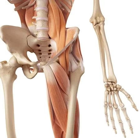 Hip Flexor Muscles Name Archives Samarpan Physiotherapy Clinic Ahmedabad