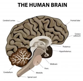 Brain cerebellum