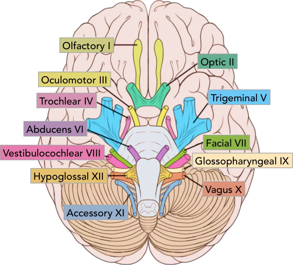 cranial-nerve