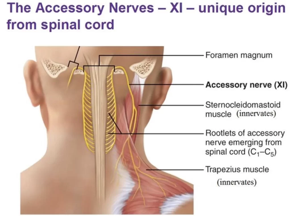 spinal accesory nerve