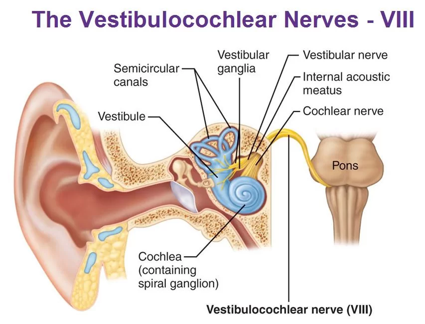 vestibulo chochlear nerve