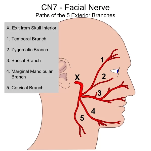 Branches of Facial nerve