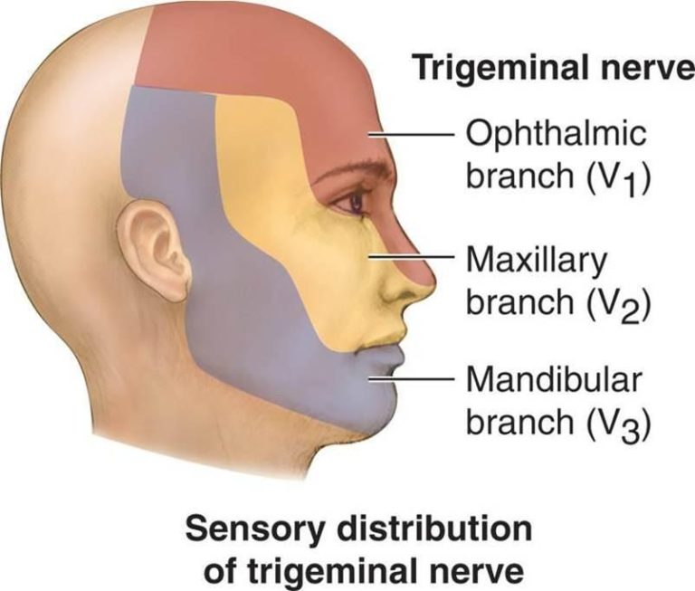 Fifth Cranial Nerve-trigeminal Nerve