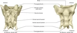 Sacral spine Anatomy