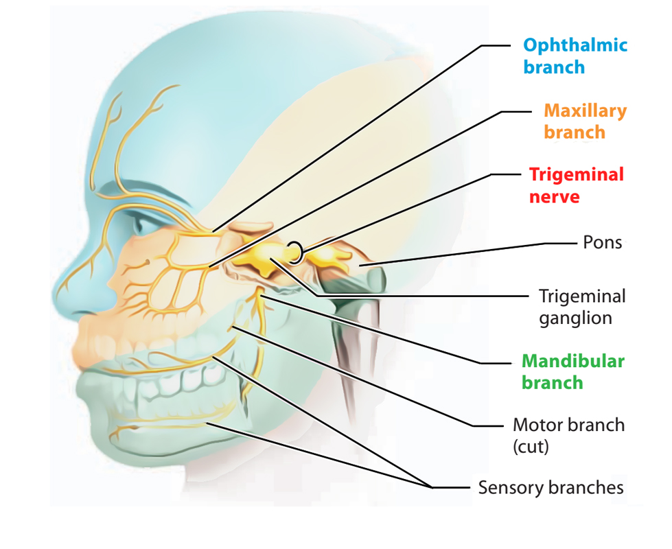 Mandibular Nerve v3: motor and sensory branches Diagram