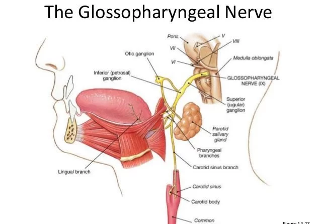 Glossopharyngeal Nerve