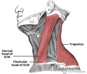 Spinal accessory- 11th cranial nerve : Anatomy, Function, Examination