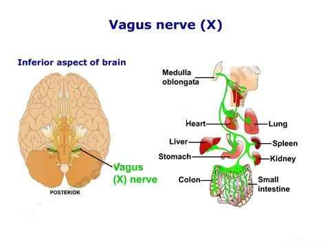 function of vagus nerve