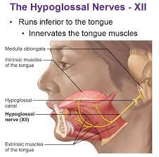 hypoglossal nerve