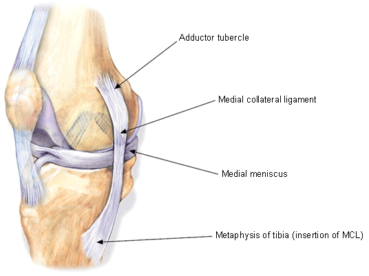 MEDIAL COLLATERAL LIGAMENT - SAMARPAN PHYSIOTHERAPY CLINIC AHMEDABAD