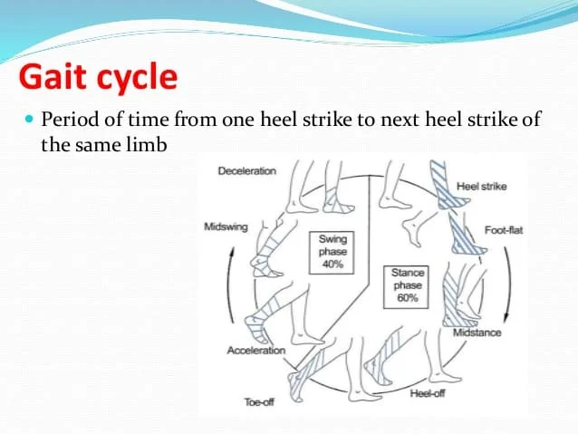 Normal Gait Cycle From Heel Strike