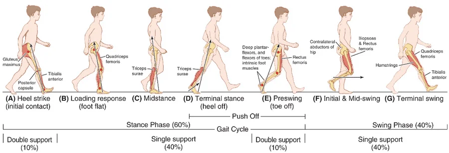 Normal Gait Cycle