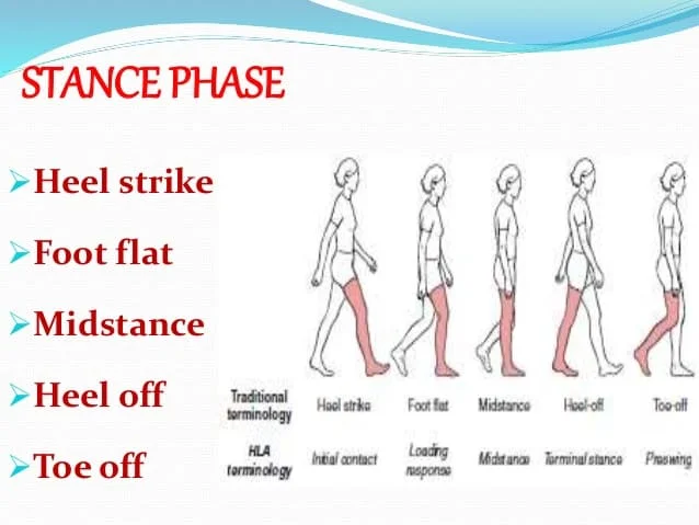 Stance Phase Of Gait Cycle