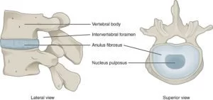 Anatomy of Disc and Vertebrae