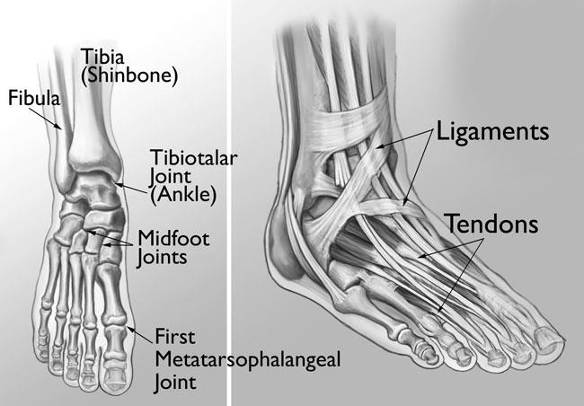 Anatomy of mid foot