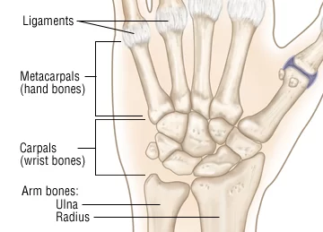 Dorsal view of left hand showing bony structures and some ligaments