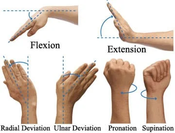 Wrist Joint Range Of Motion Exercise