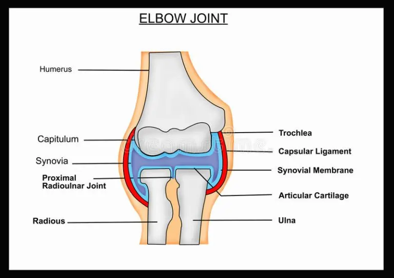 CAPSULAR LIGAMENT (JOINT CAPSULE)
