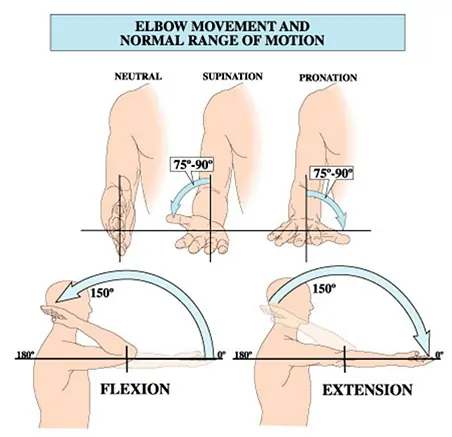 Elbow Movement