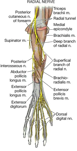 Radial nerve