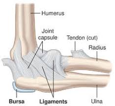 ELBOW JOINT - SAMARPAN PHYSIOTHERAPY CLINIC AHMEDABAD