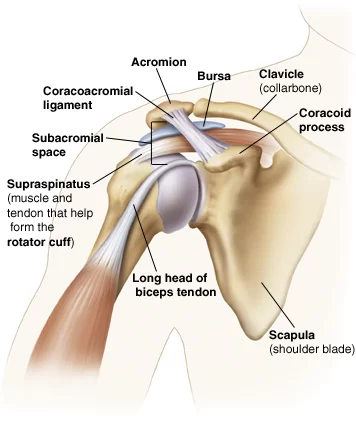 Shoulder Joint: Anatomy, Physiology, Movement, Exercise