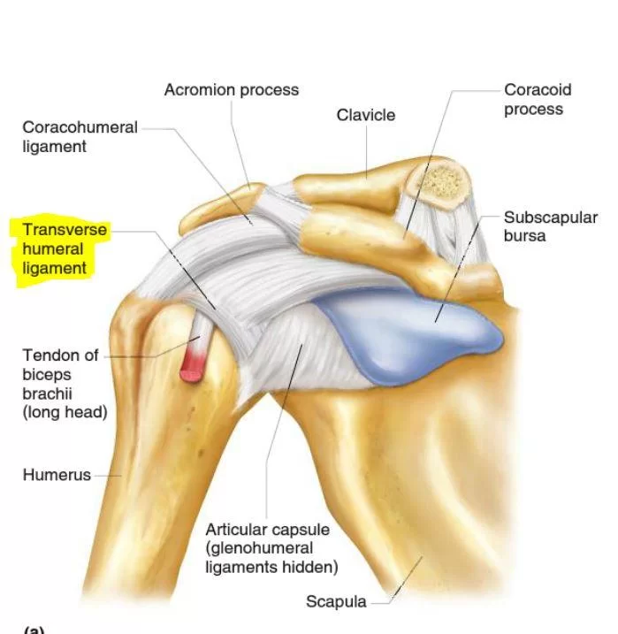 Humerus Bone - Anatomy, Location, Function - Samarpan Physio