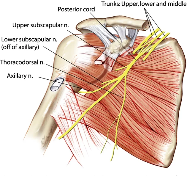 Scapula Bone - Surfaces, Attachments, Biomechanics - Samarpan