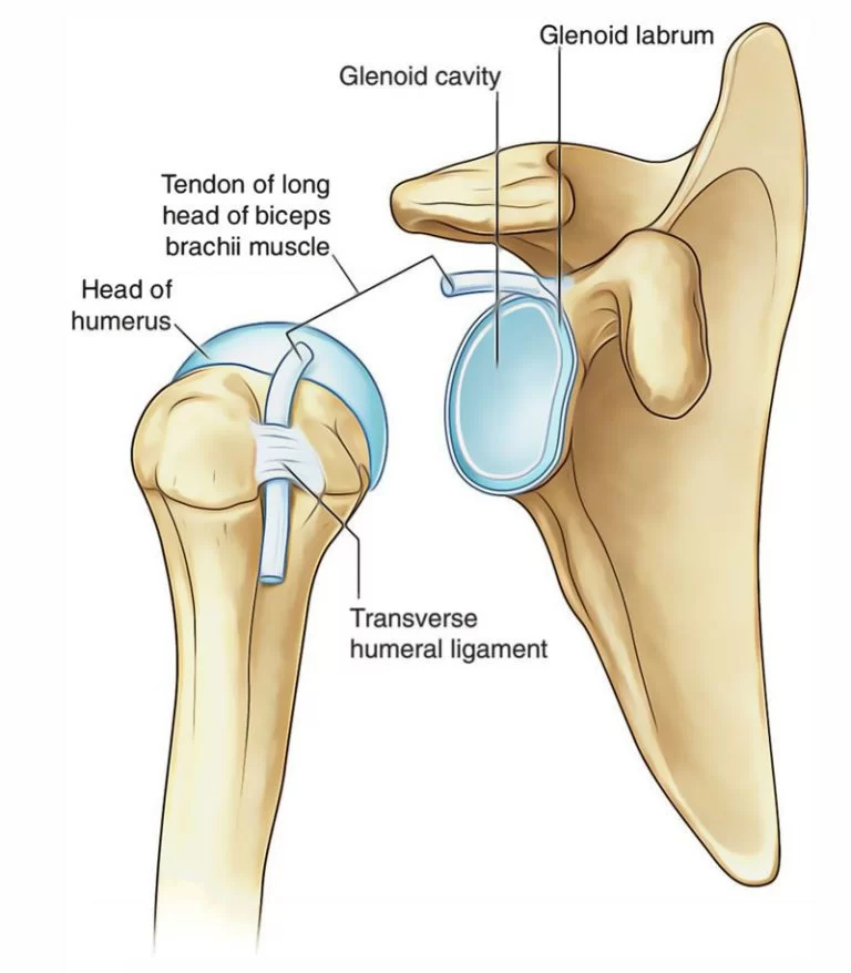 Shoulder Joint: Anatomy, Physiology, Movement, Exercise