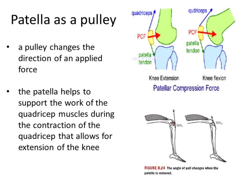 Patella as a pulleys