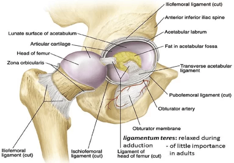 Hip Joint - Anatomy, Structure, Function