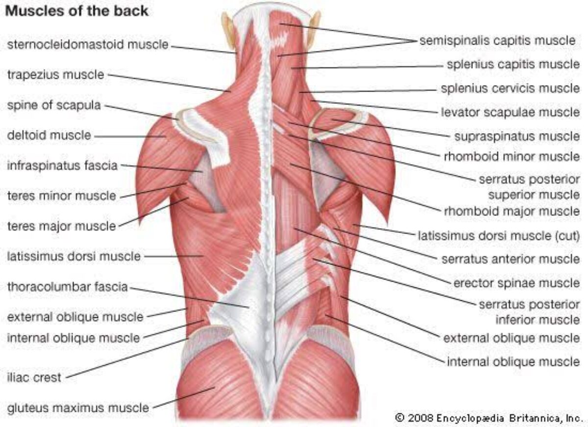 Back muscles Anatomy, Function, Exercise - Samarpan Physio.