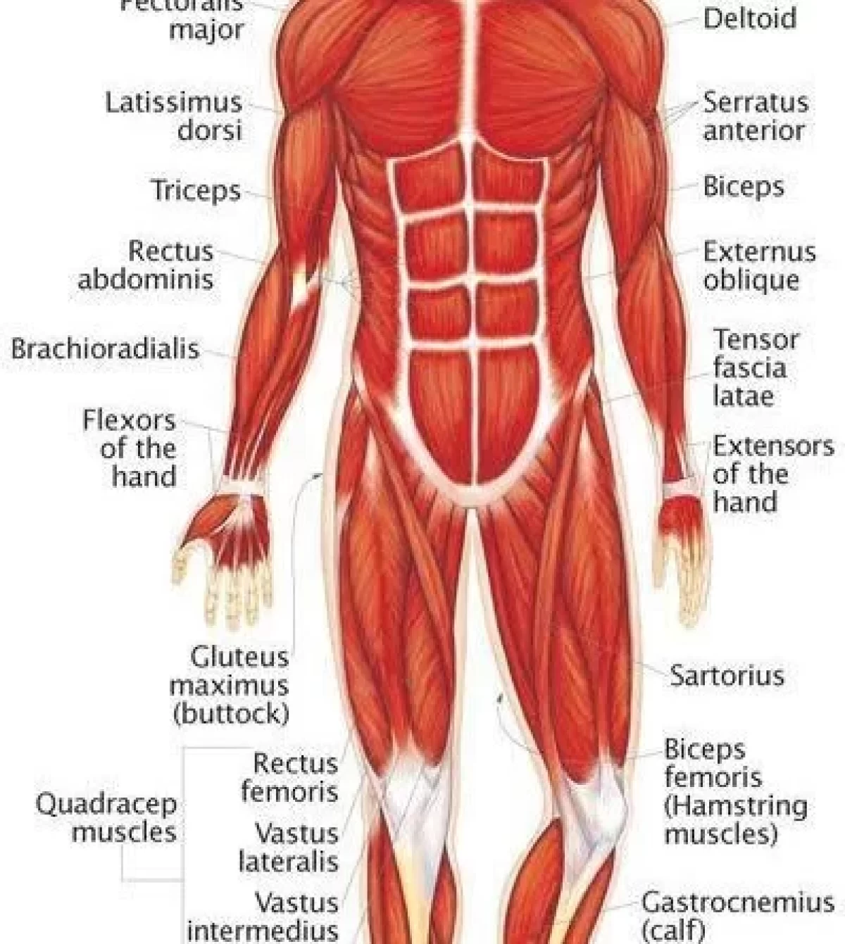 Healthy Street - Biceps, triceps and quadriceps - etymology.