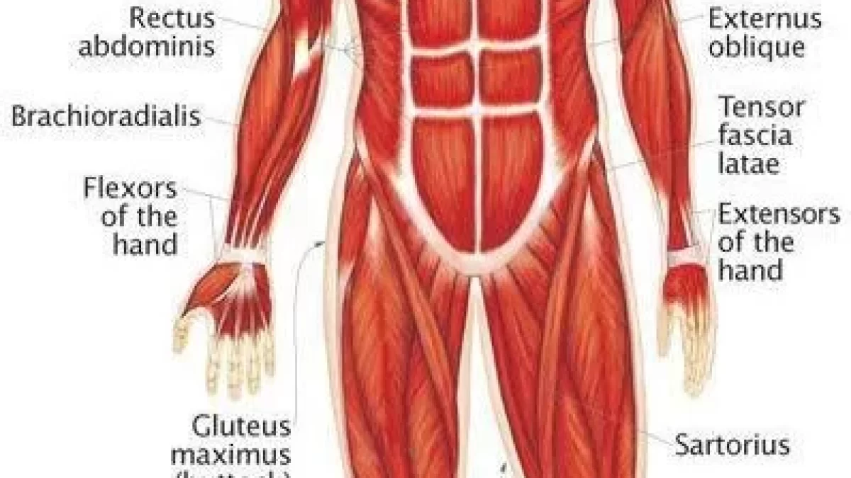 muscular system hand