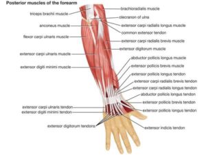 forearm muscles names Archives - Samarpan Physiotherapy Clinic