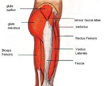 MUSCULAR SYSTEM - SAMARPAN PHYSIOTHERAPY CLINIC AHMEDABAD