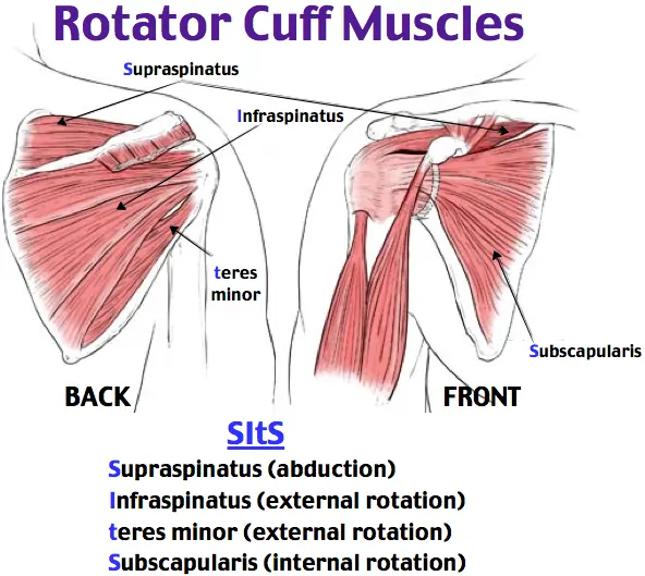 Rotator cuff muscles