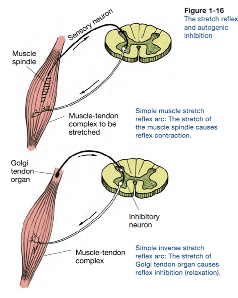 Muscle Energy Technique Met