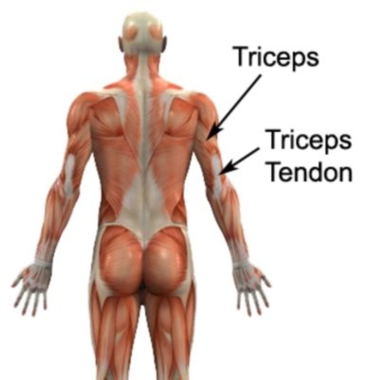 Triceps Brachii Muscle  Origin, Insertion & Action - Lesson