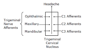 Pathophysiology of cervicogenic headache