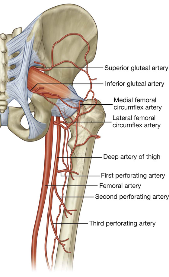 Hip Bone - Anatomy, Structure, Function - Samarpan Physio