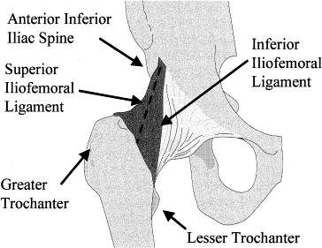 Hip Joint - Anatomy, Structure, Function