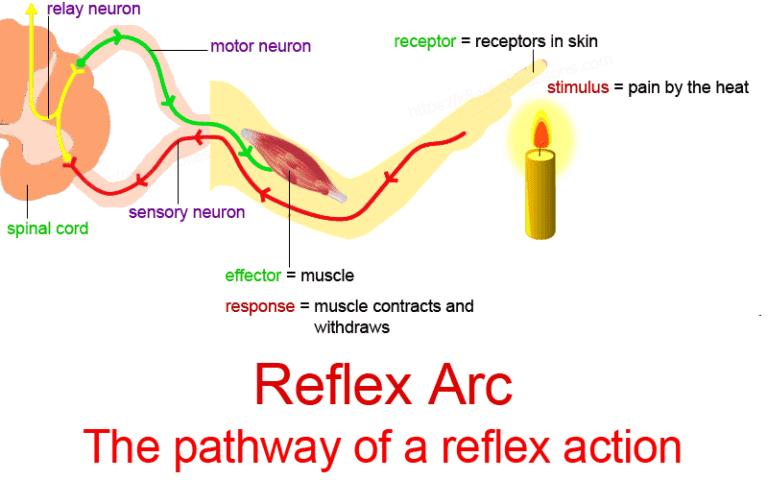 Pathway of Reflex arc