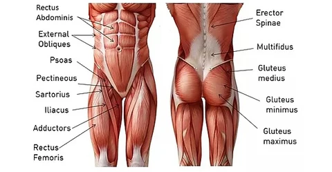 Core Muscles of The Body