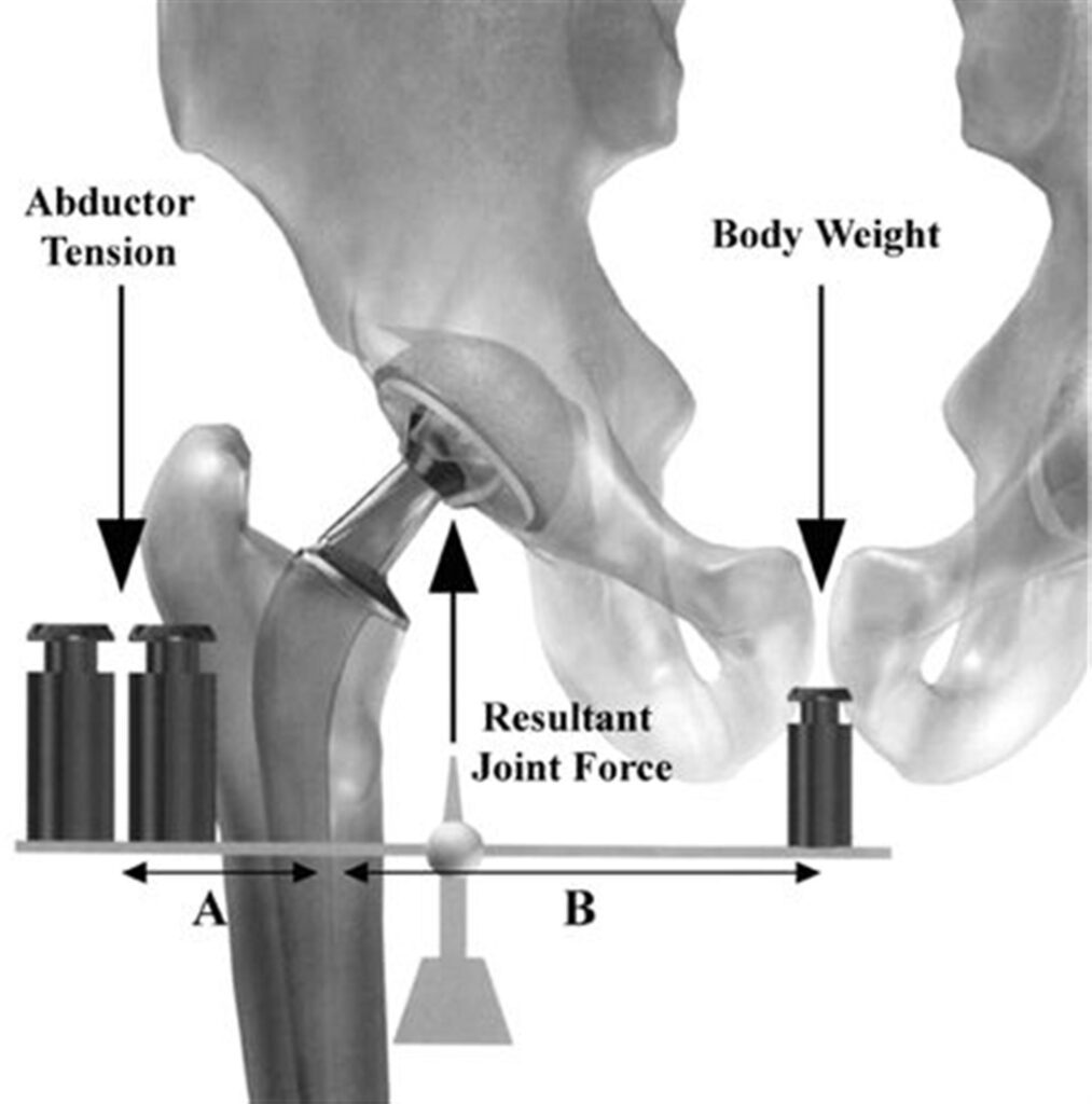 Hip Joint - Anatomy, Structure, Function