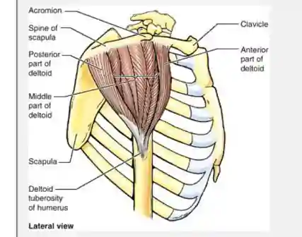 deltoid muscle diagram